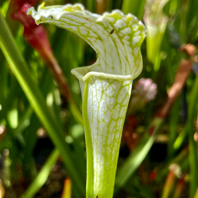 Sarracenia Leucophylla Var Alba Baldwin Co Alabama Hewitt Cooper Carnivorous Plants 