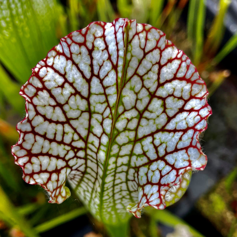 Sarracenia Leucophylla Var Leucophylla Stocky Blackwater State For Hewitt Cooper 