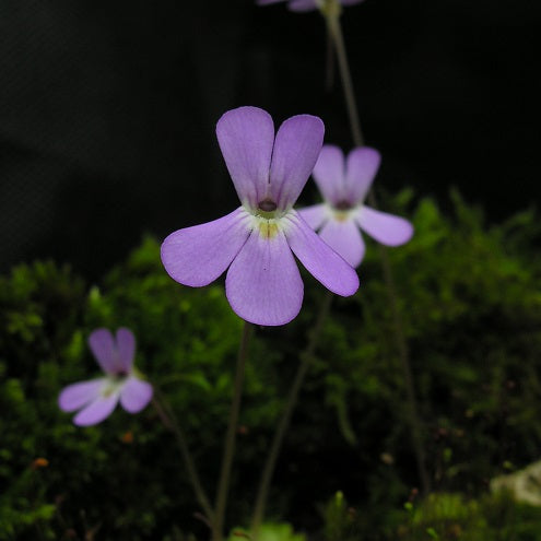 PINGUICULA