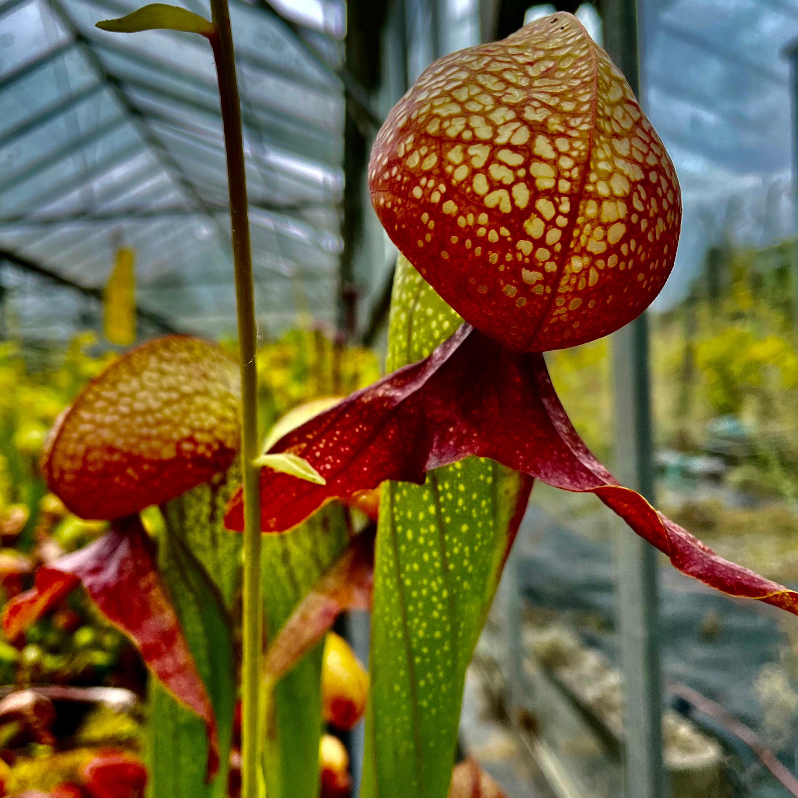 DARLINGTONIA CALIFORNICA