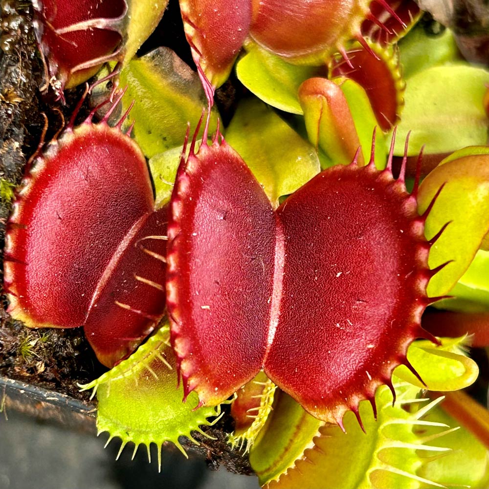 DIONAEA MUSCIPULA