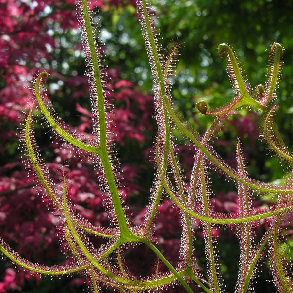 DROSERA - TEMPERATE SPECIES