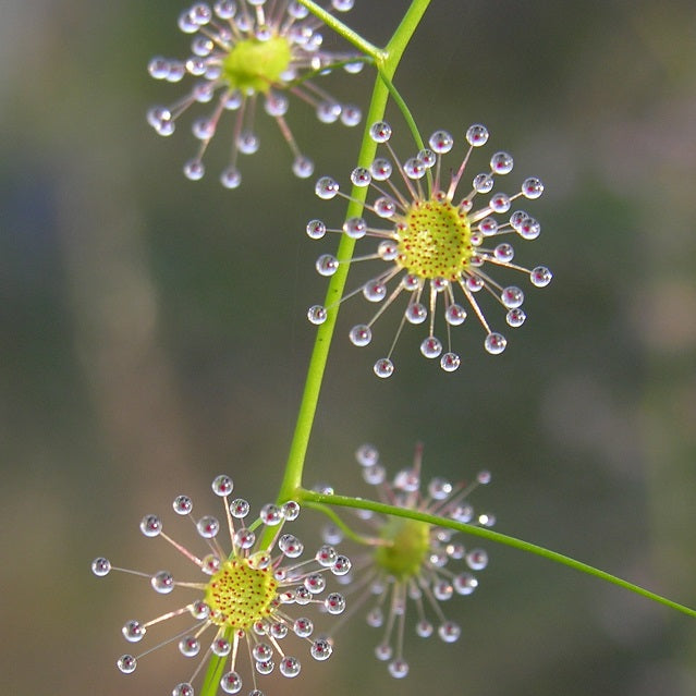 DROSERA - TUBEROUS SPECIES