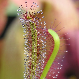 DROSERA