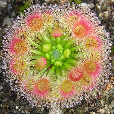 DROSERA - PYGMY SPECIES