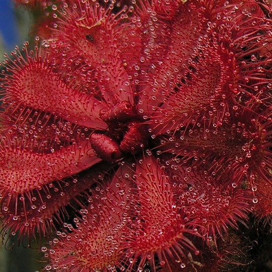 DROSERA - SUBTROPICAL SPECIES