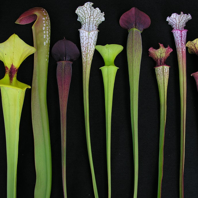 SARRACENIA COLLECTIONS