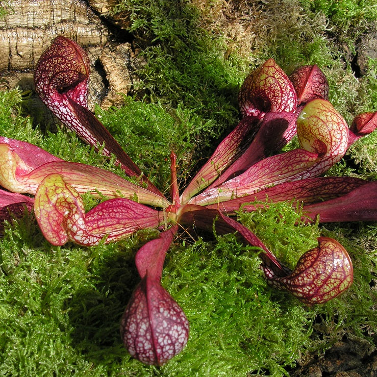 SARRACENIA PSITTACINA - THE PARROT PITCHER