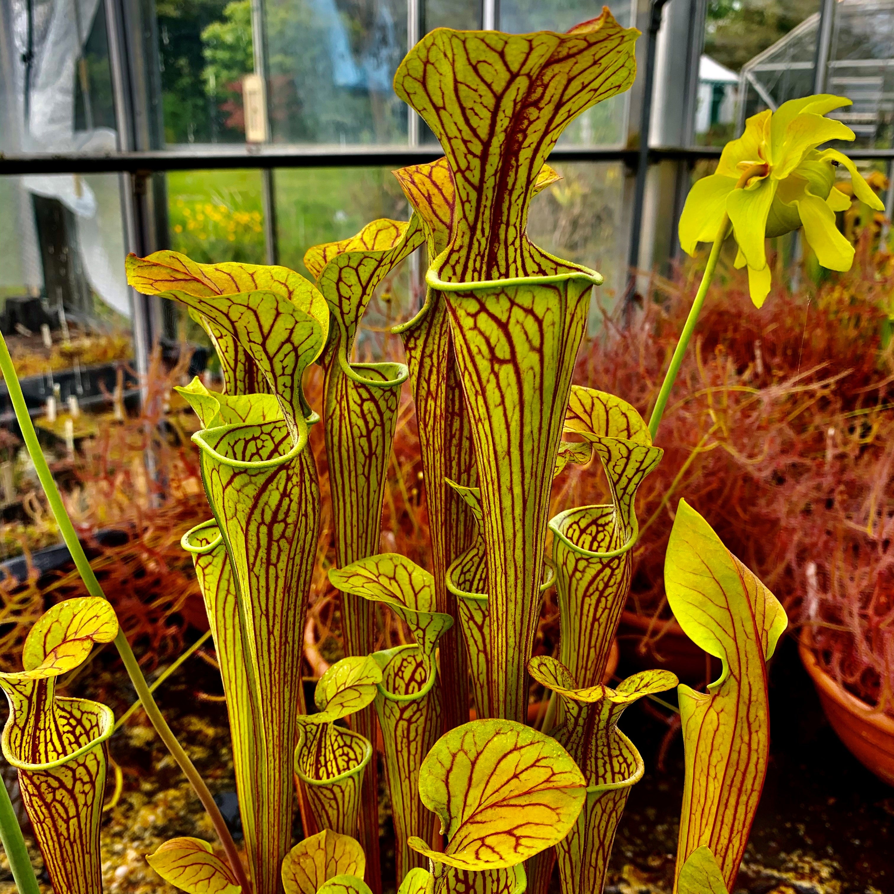 SARRACENIA OREOPHILA - THE GREEN TRUMPET