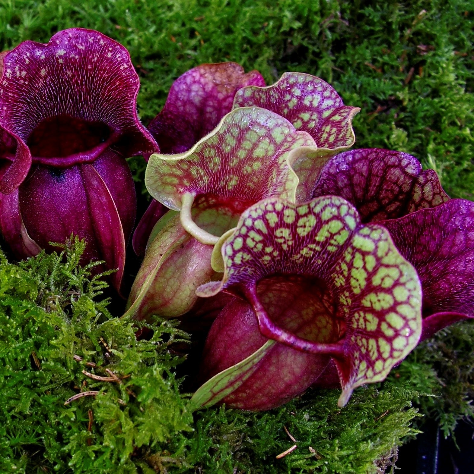 SARRACENIA PURPUREA - THE HUNTSMAN'S HORN