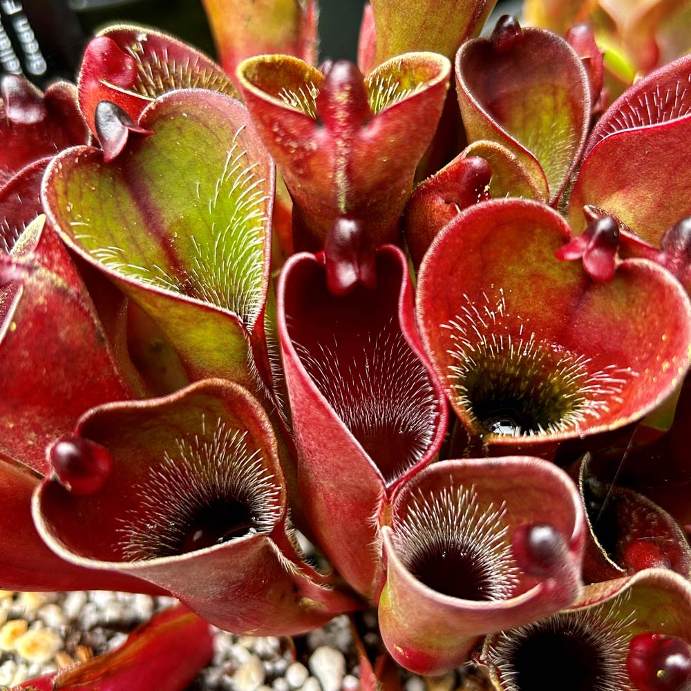 heliamphora