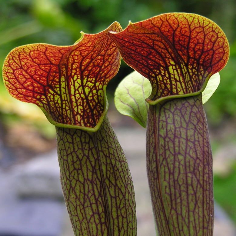 SARRACENIA ALATA - THE PALE PITCHER