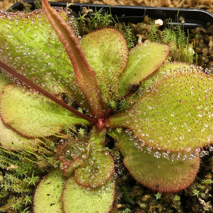 DROSERA - TROPICAL SPECIES