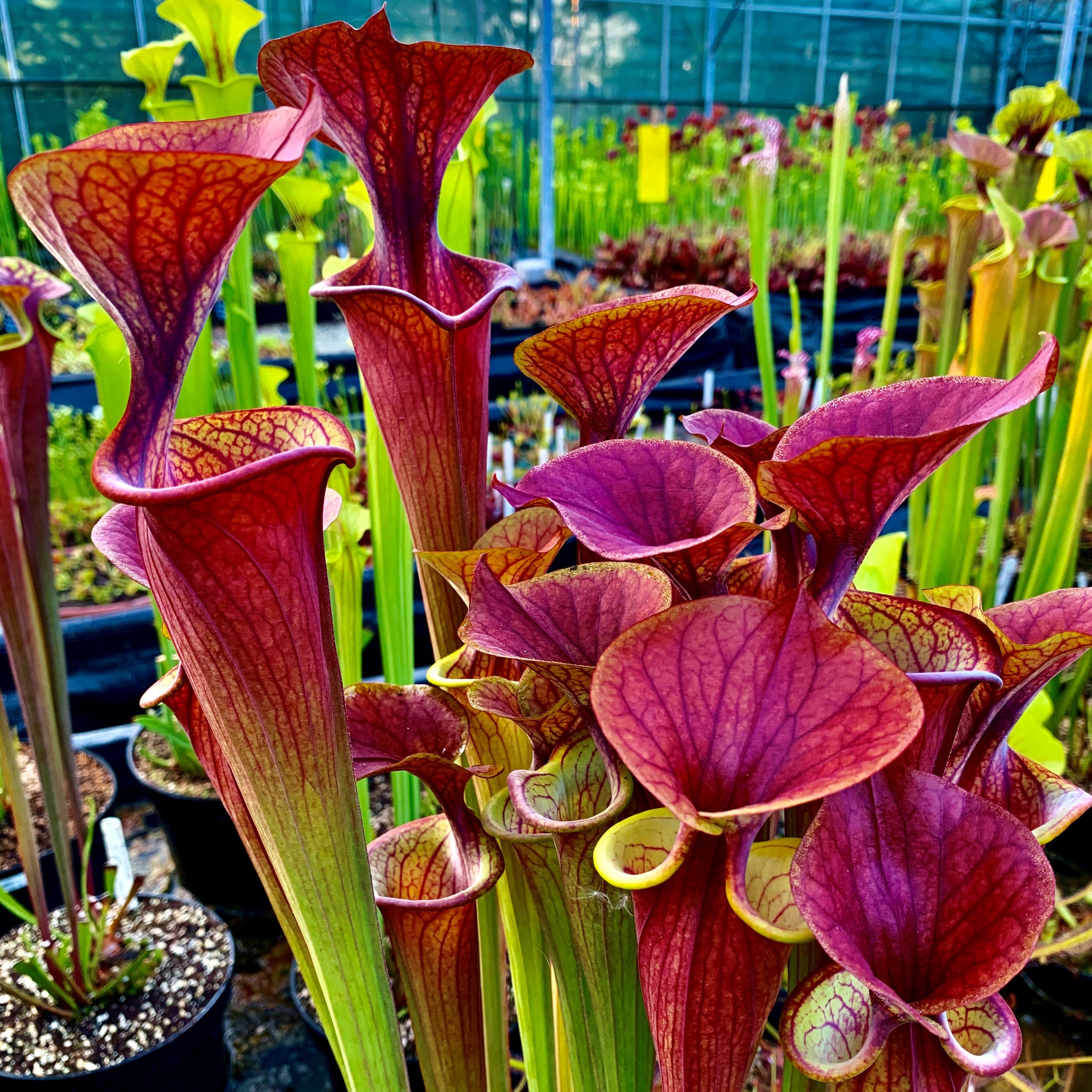 SARRACENIA FLAVA - THE YELLOW PITCHER