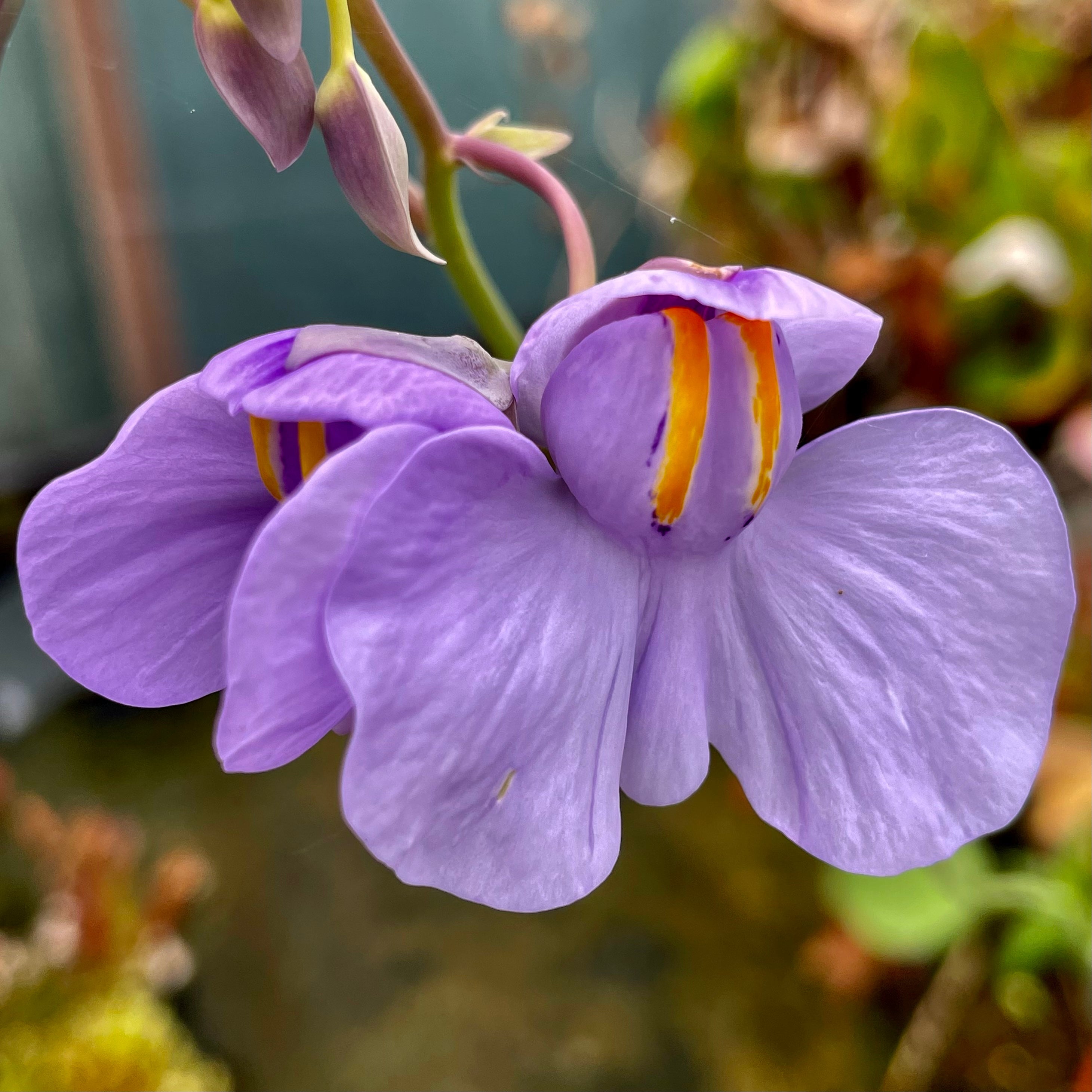 UTRICULARIA