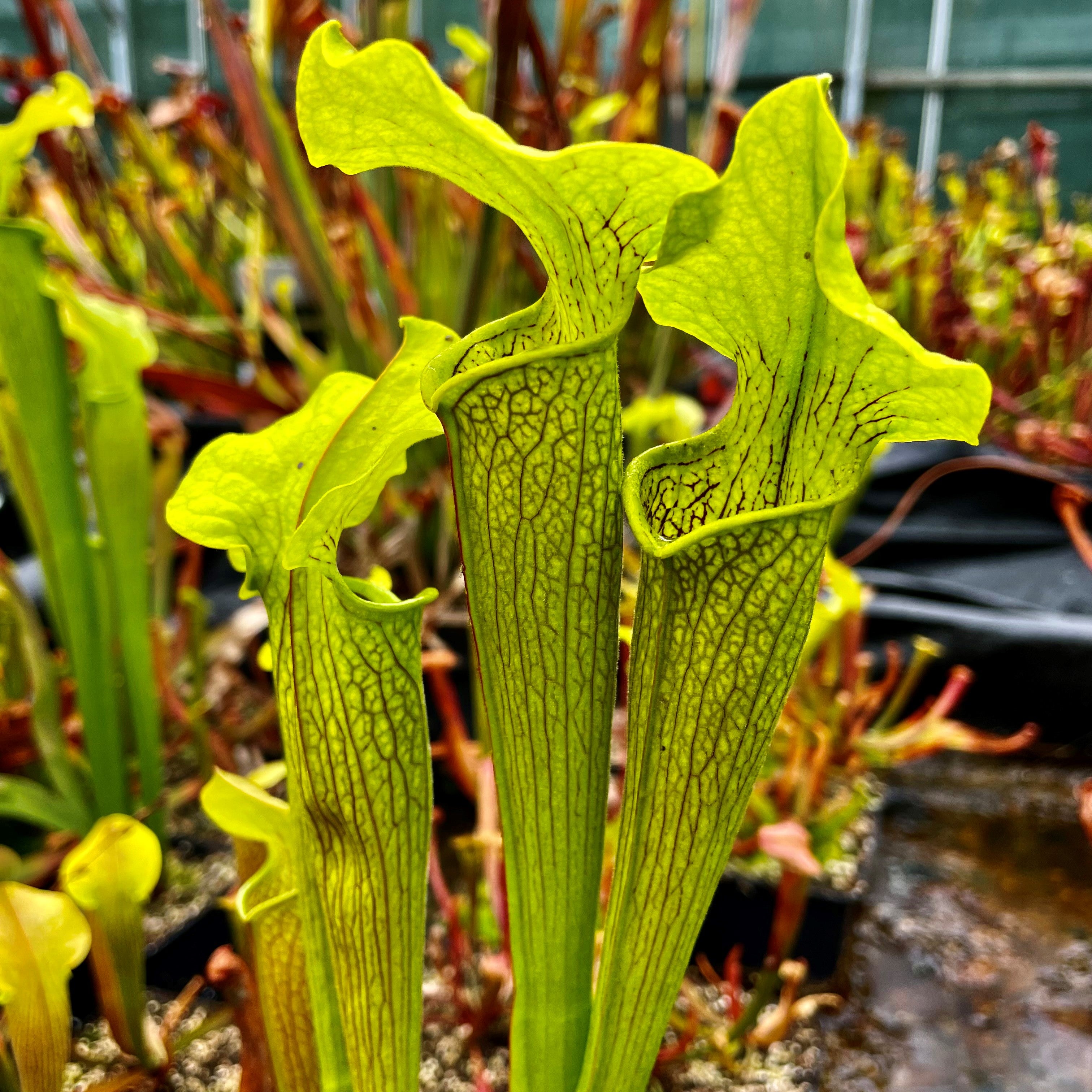 SARRACENIA RUBRA - THE SWEET TRUMPET