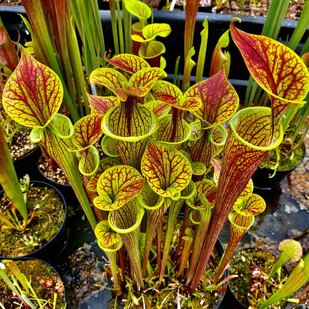 SARRACENIA