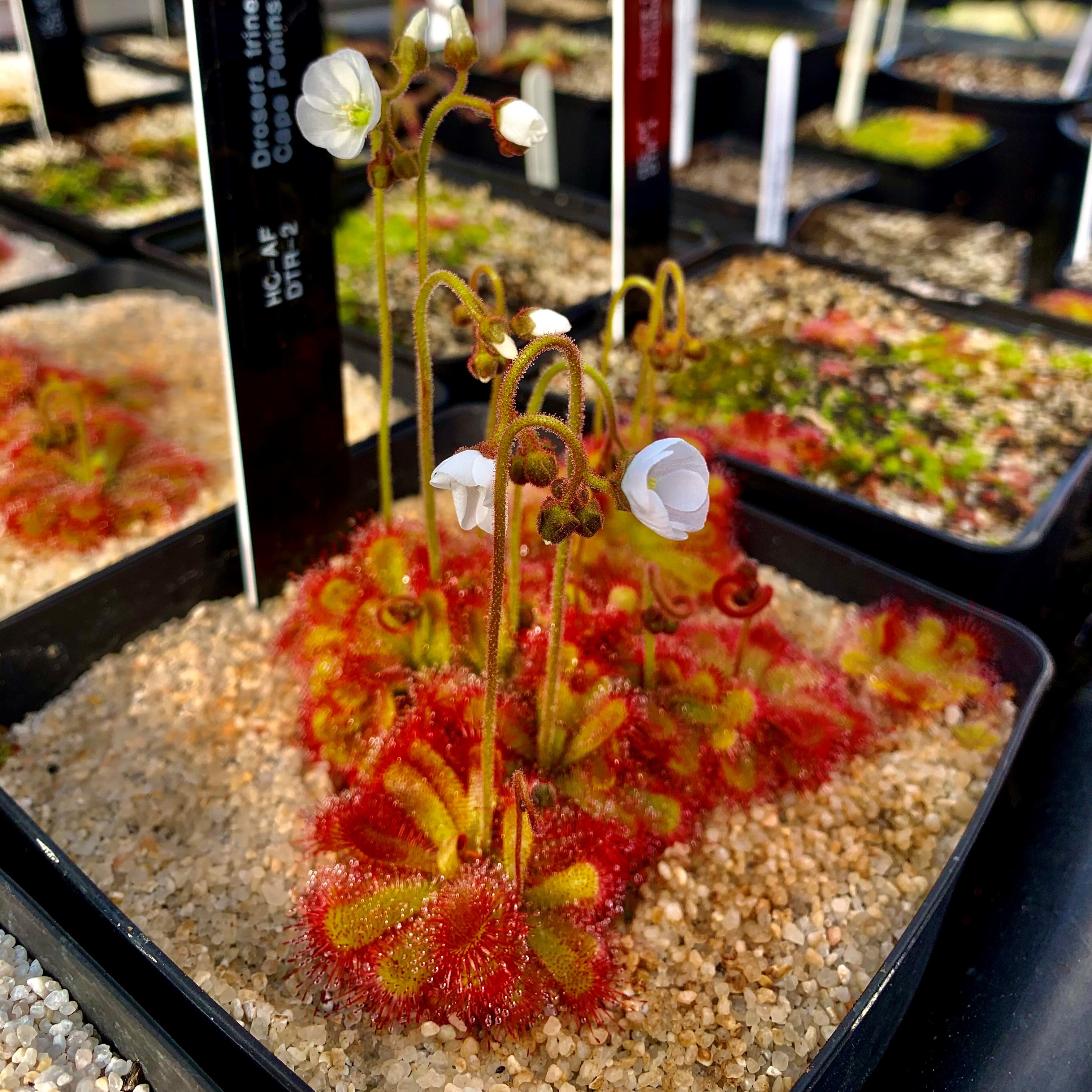 DROSERA - WINTER GROWING SPECIES