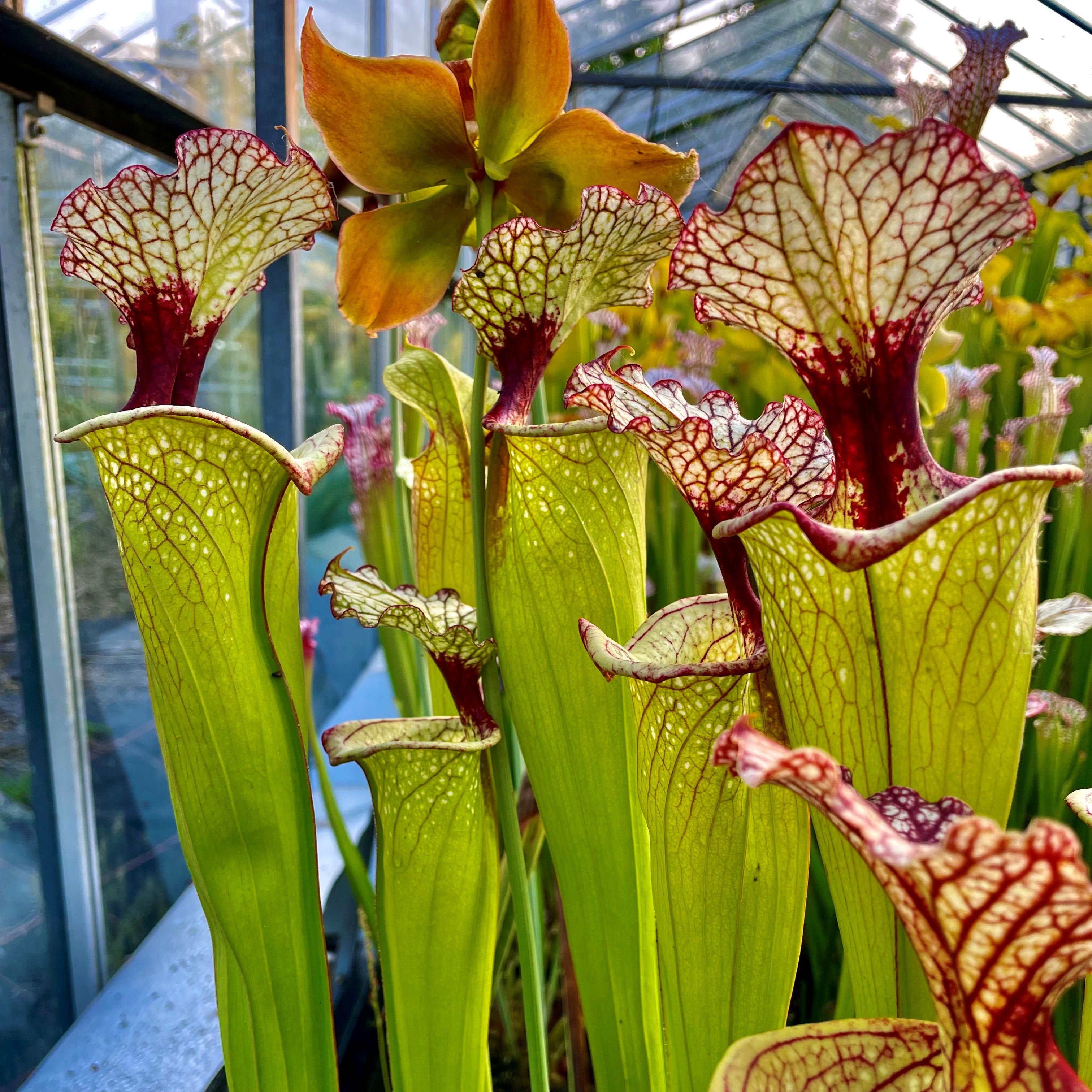 SARRACENIA HYBRIDS