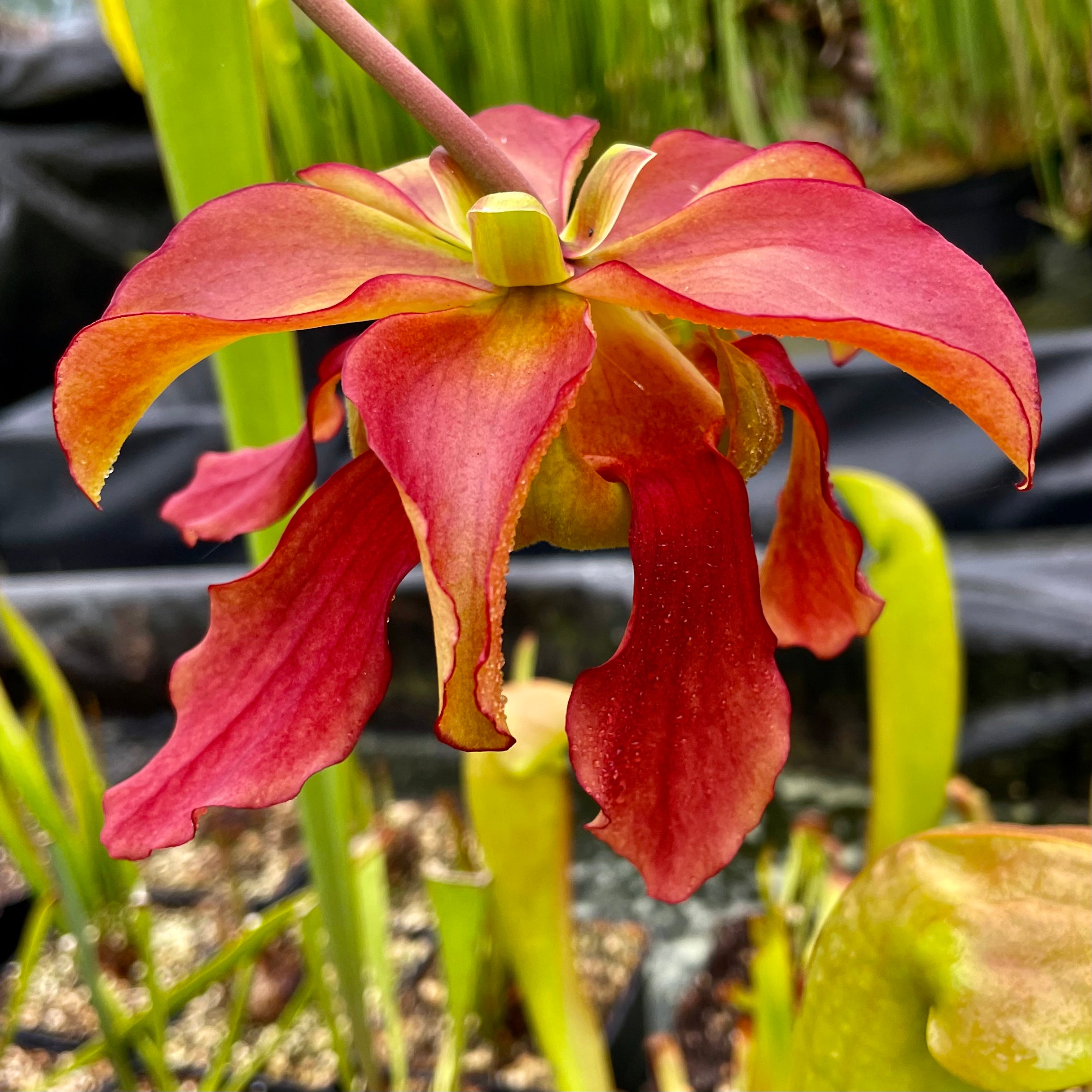 Sarracenia x moorei cv. 'Leah Wilkerson'