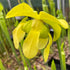 Sarracenia flava var. ornata - Dwarf, Apalachicola, Franklin Co., Florida