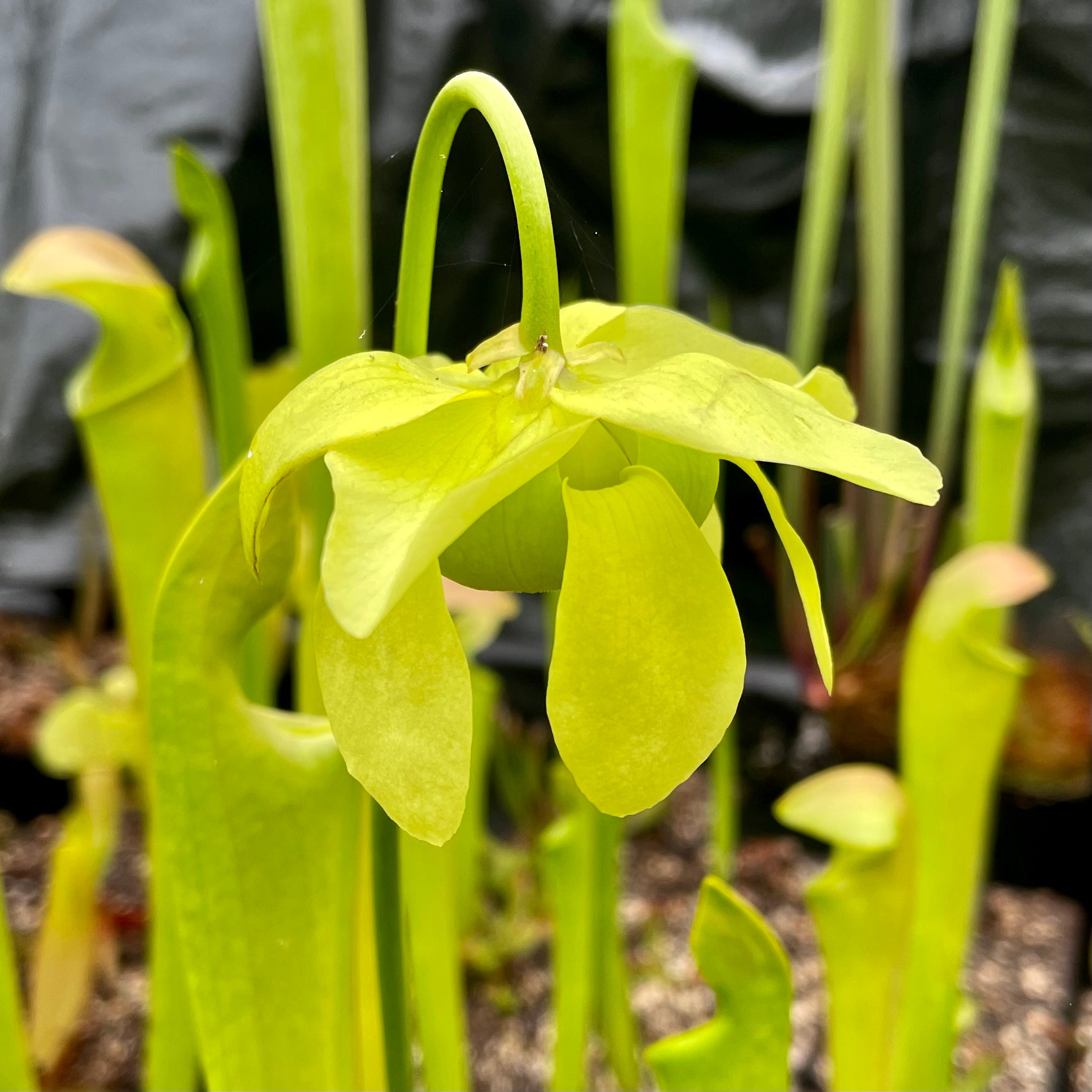 Sarracenia minor x oreophila