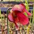 Sarracenia cv. 'Lynda Butt'