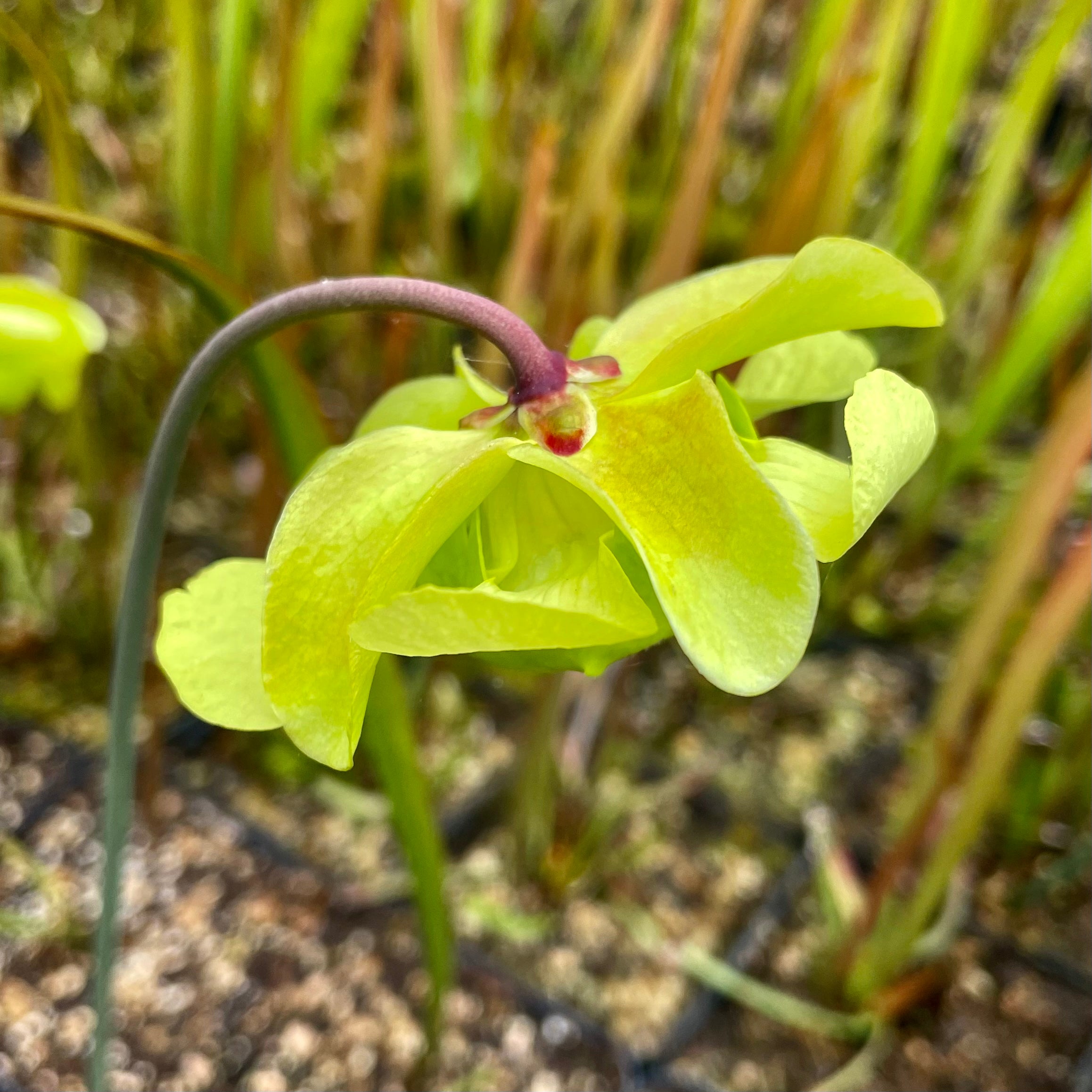 Sarracenia alata var. atrorubra - Red Tube, DeSoto National forest Park, Stone Co., Mississippi