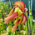 Sarracenia flava var. cuprea - Rugelii Style Patch, Green Swamp, NC