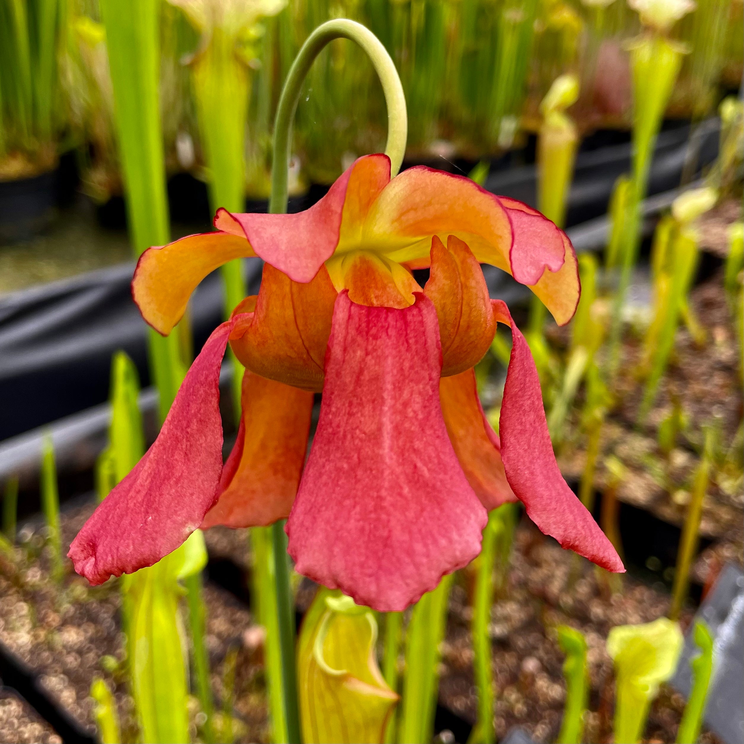 Sarracenia x moorei cv. 'Adrian Slack'