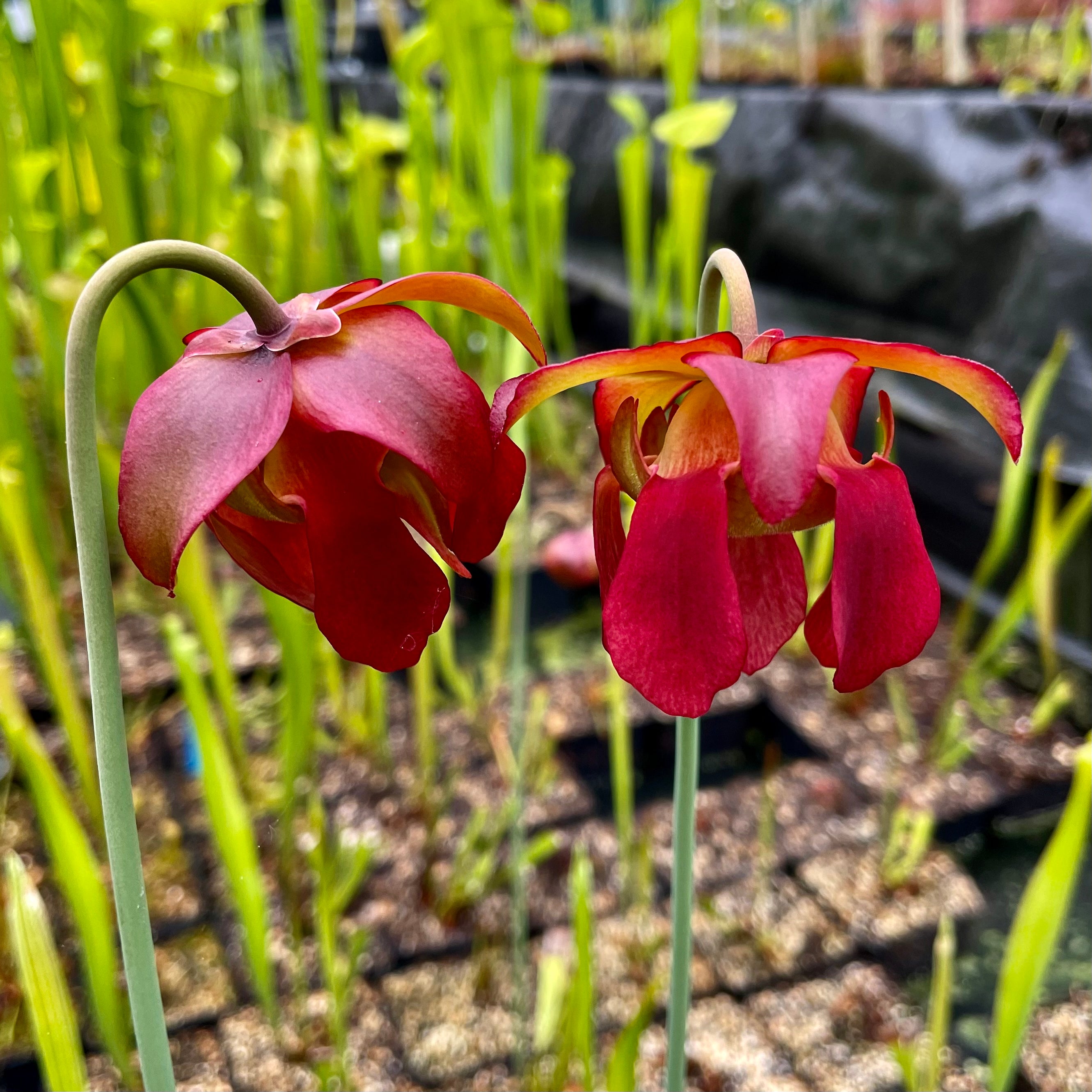 Sarracenia 'Premysl Otakar' x leucophylla