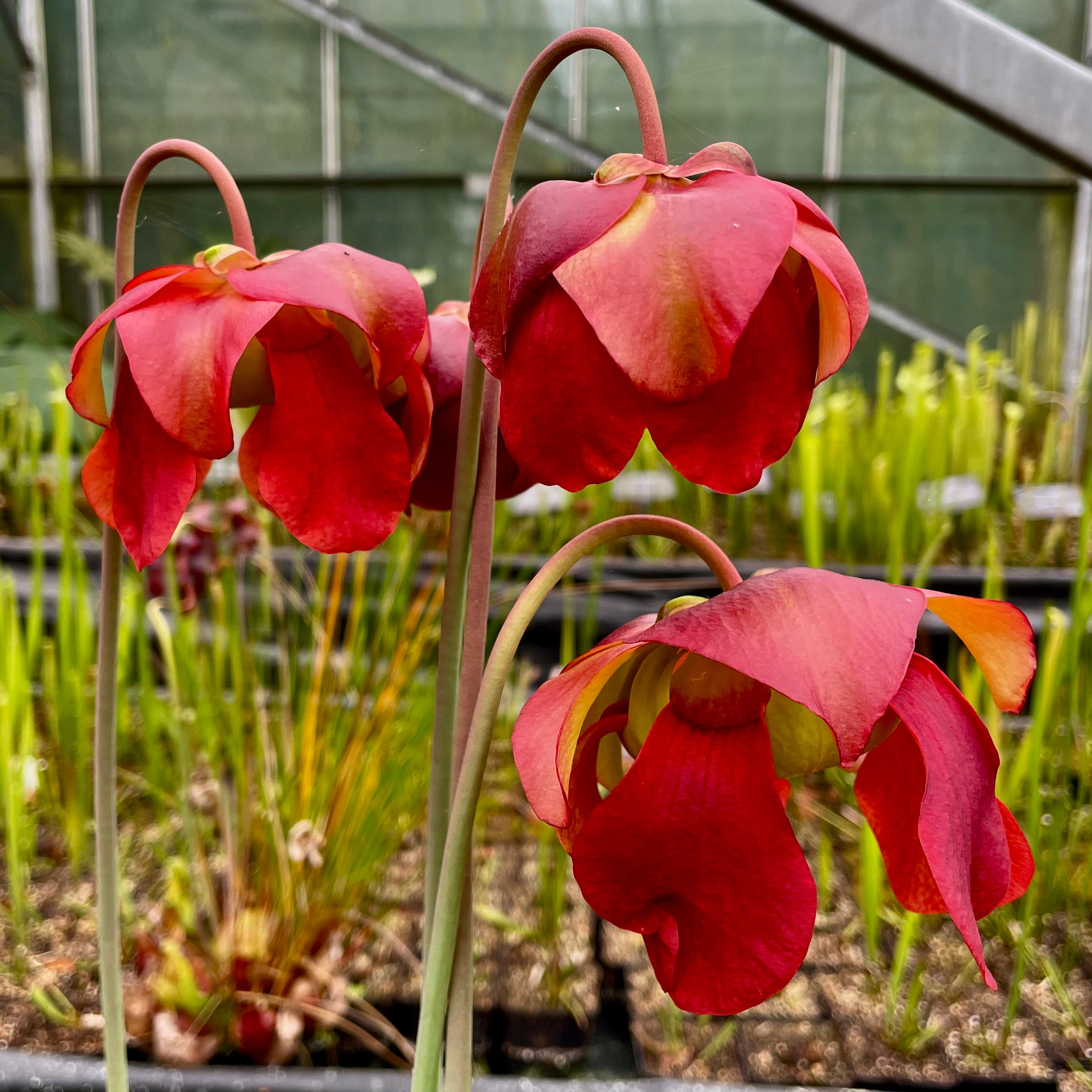 Sarracenia x moorei cv. ‘Max Rawlings’