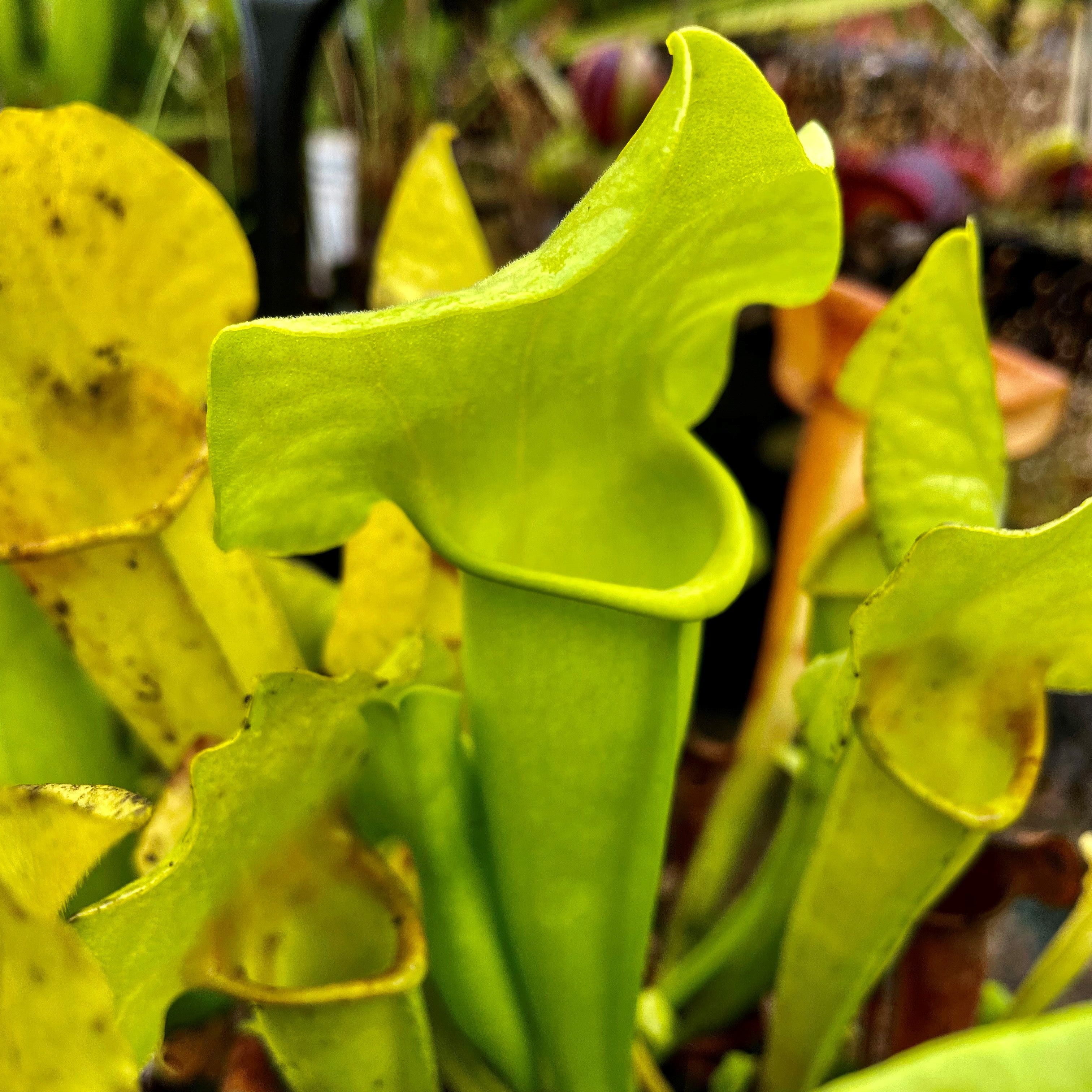 Sarracenia x catesbaei - Anthocyanin Free