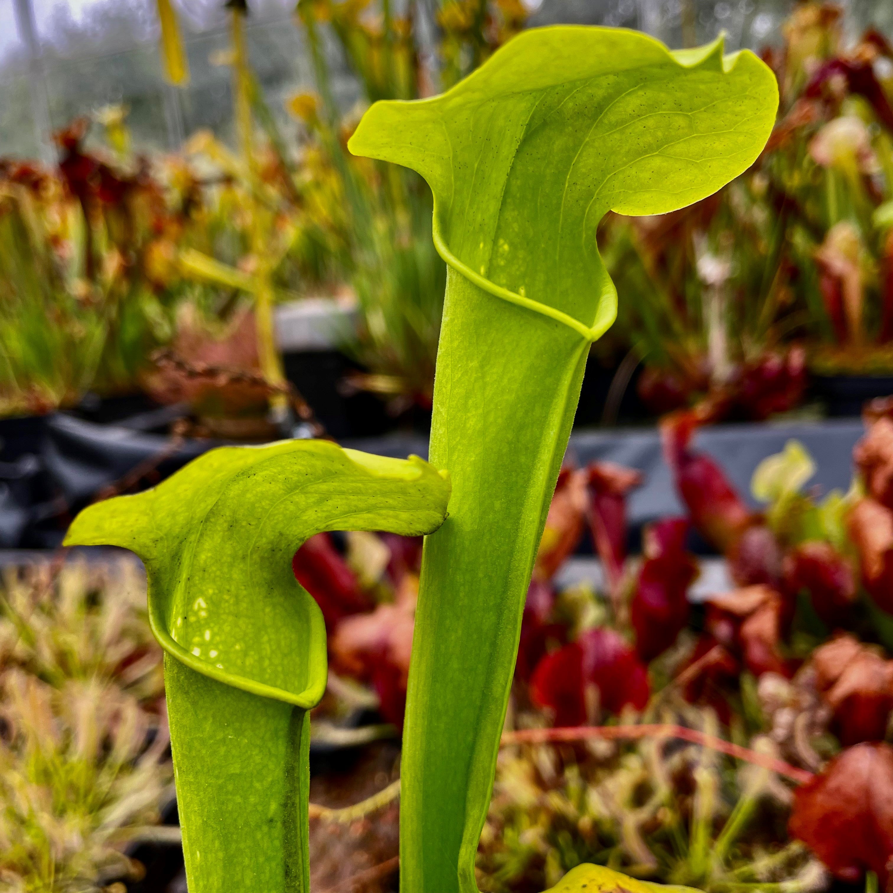 Sarracenia x harperi - Anthocyanin Free