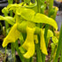 Sarracenia flava x oreophila