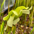 Sarracenia alata var. nigropurpurea - Giant Stocky Maroon Throat