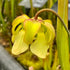 Sarracenia alata var. cuprea - Deer Park, Washington Co., Alabama