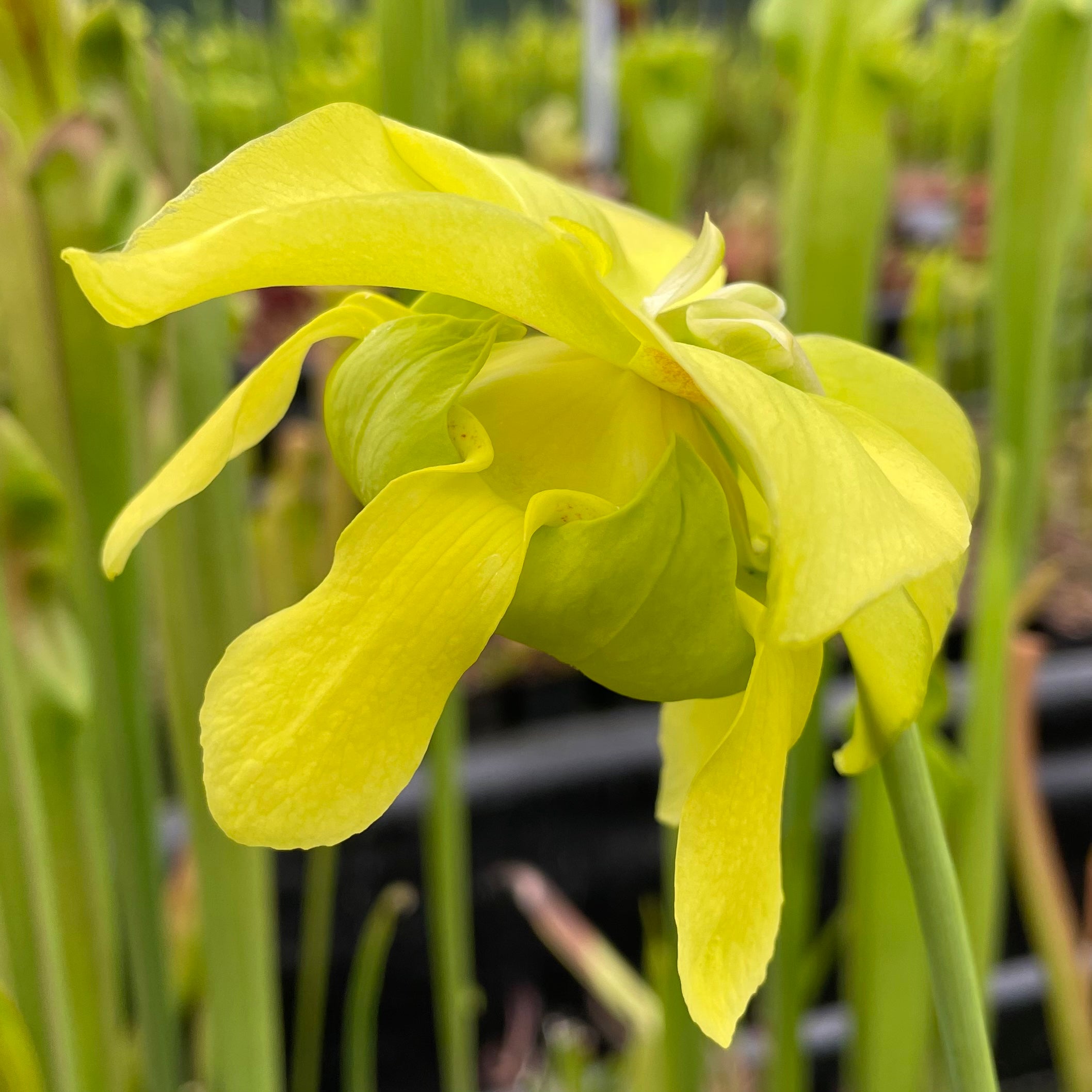 Sarracenia oreophila var. ornata - Sand Mountain, Georgia