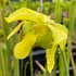 Sarracenia oreophila var. ornata - Sand Mountain, Georgia