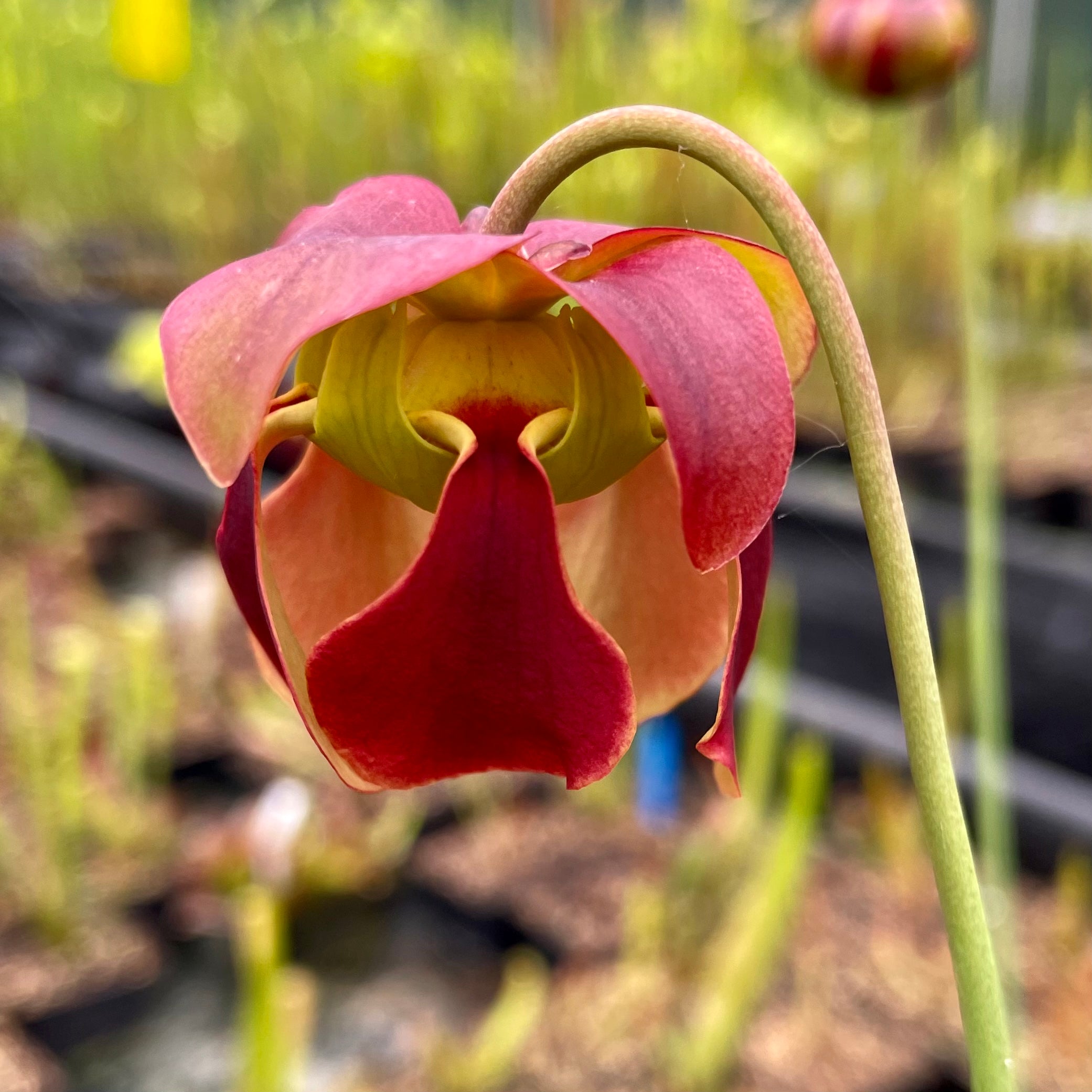 Sarracenia rubra subsp. rubra - Heavily Veined, Edmund, Lexington Co., South Carolina