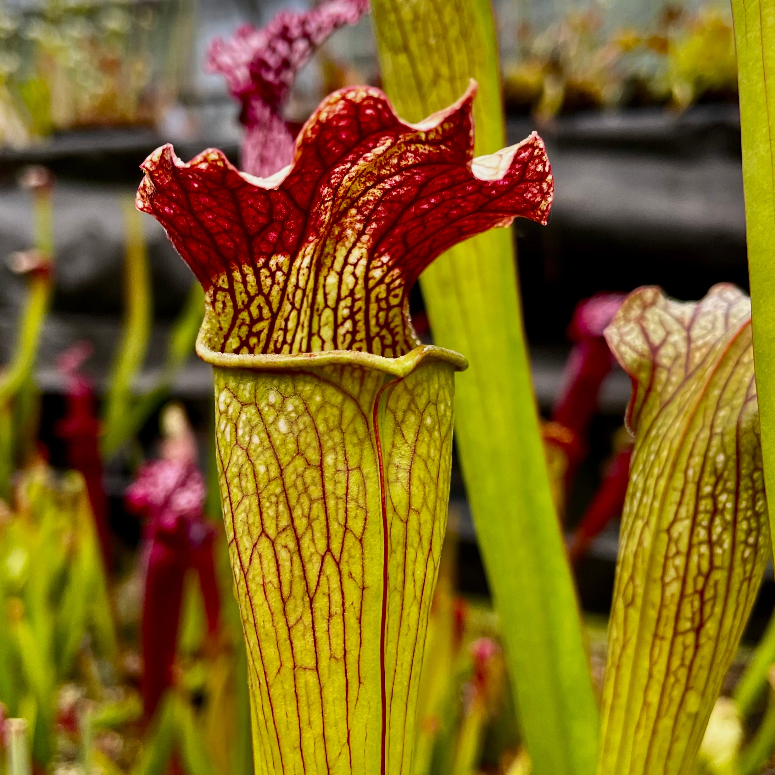 Sarracenia x areolata - leucophylla x alata ‘red lid’