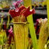 Sarracenia x areolata - leucophylla x alata ‘red lid’