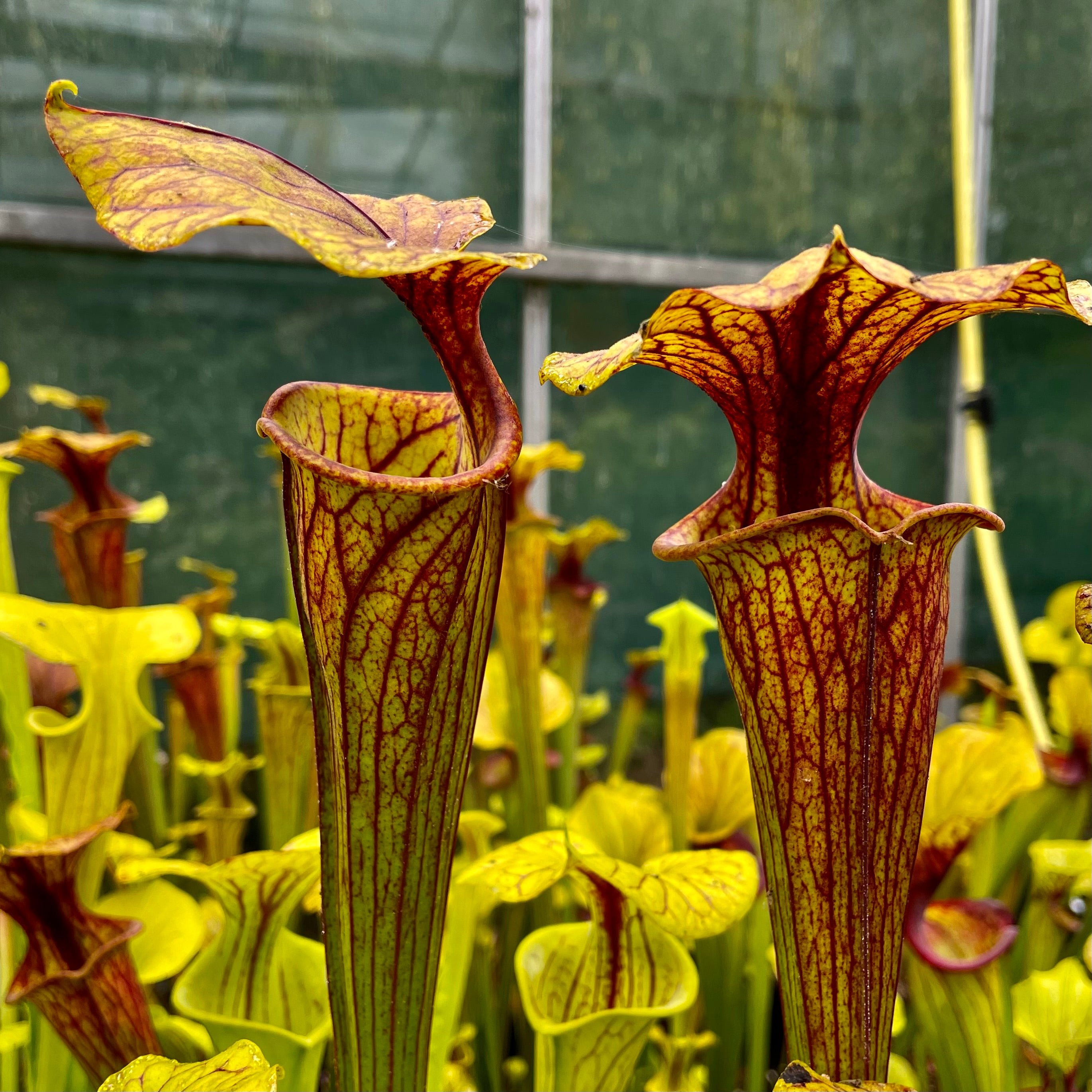 Sarracenia flava var ornata - Wewahitchka, Gulf Co., Florida