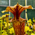 Sarracenia flava var ornata - Wewahitchka, Gulf Co., Florida