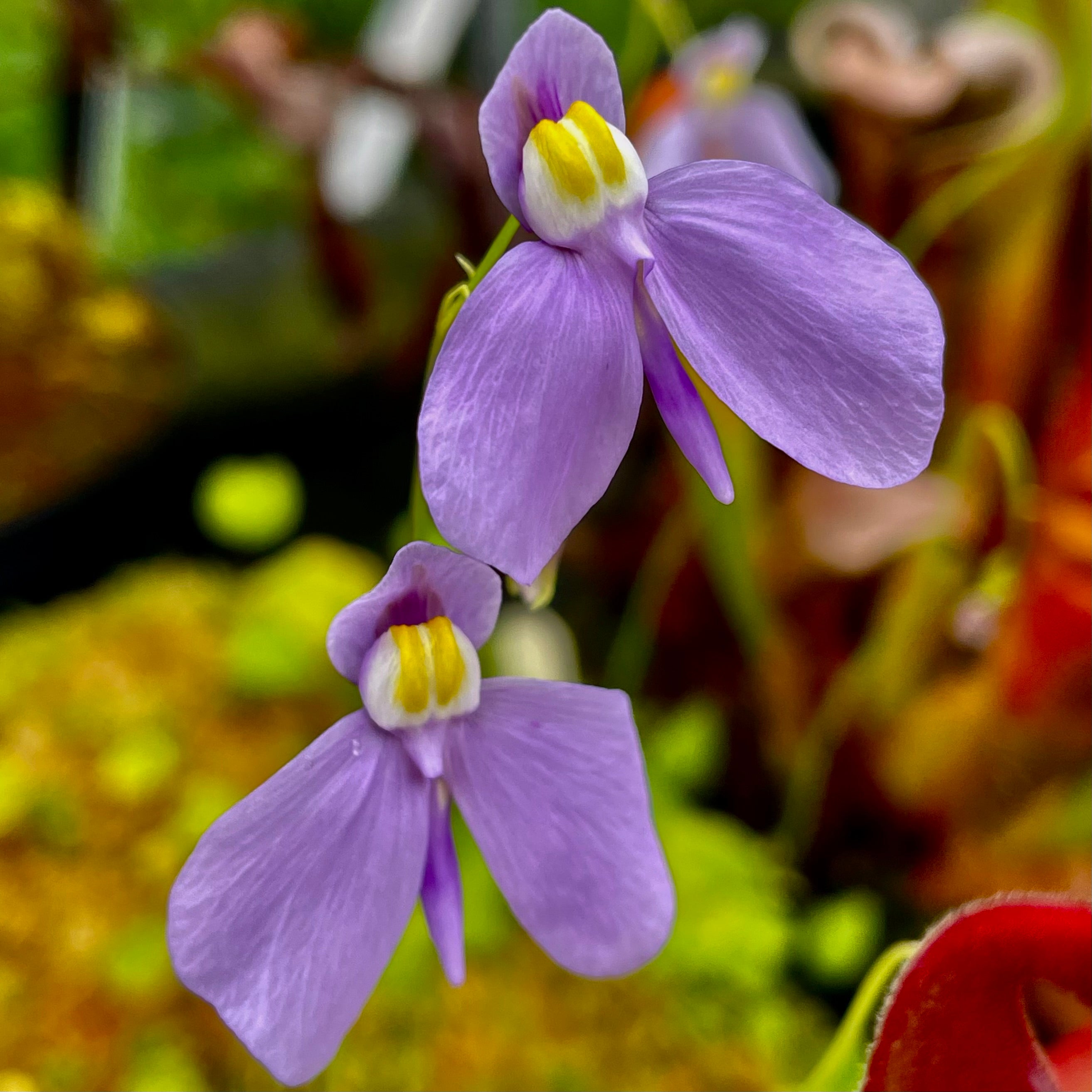 Utricularia geminiloba - Brazil