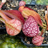 Sarracenia psittacina var. psittacina - Typical form