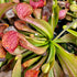 Sarracenia psittacina var. psittacina - Appalachicola, Florida