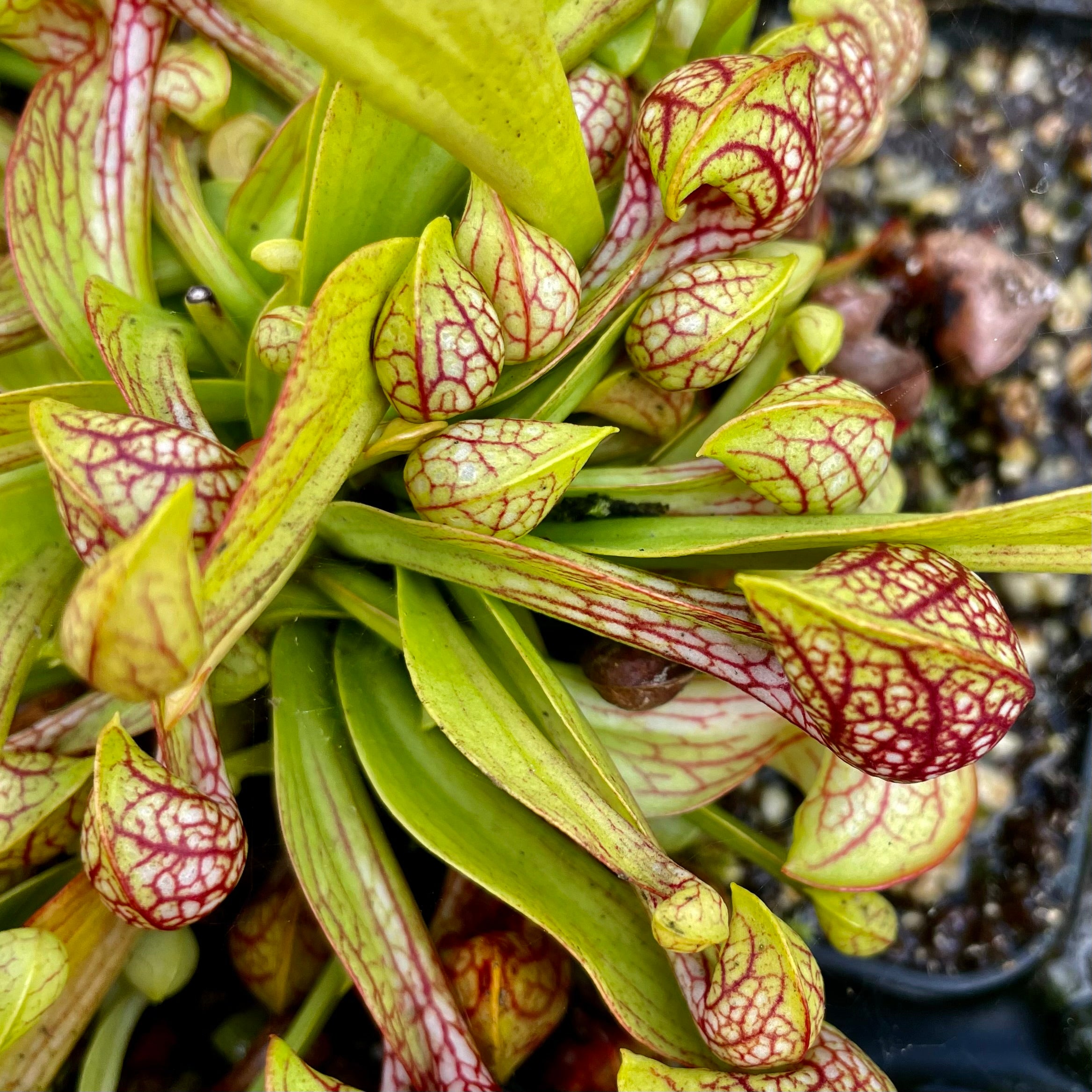 Sarracenia psittacina var. psittacina - Wewahitchka, Gulf Co., Florida