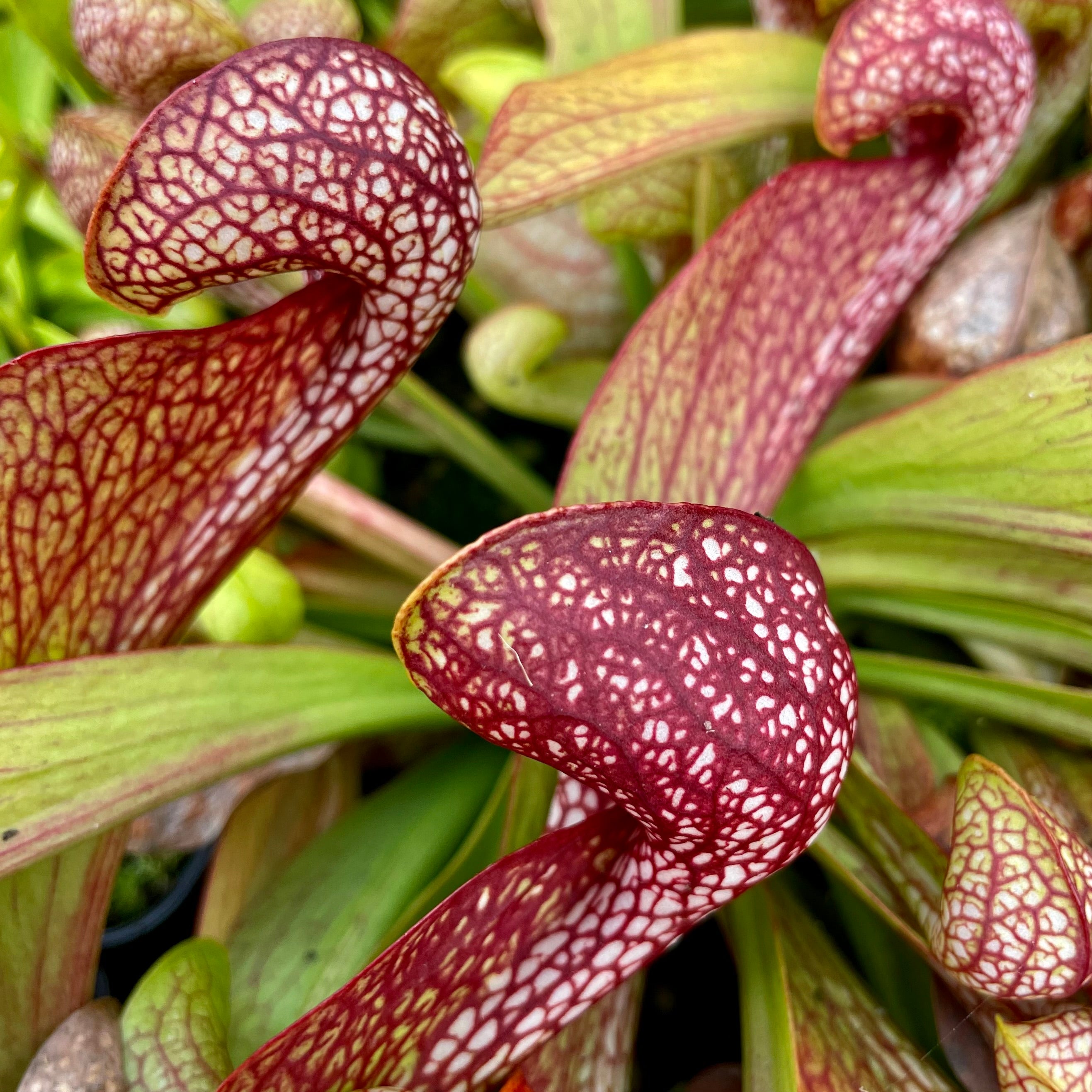 Sarracenia psittacina var. psittacina - Ocilla, Irwin Co., Georgia