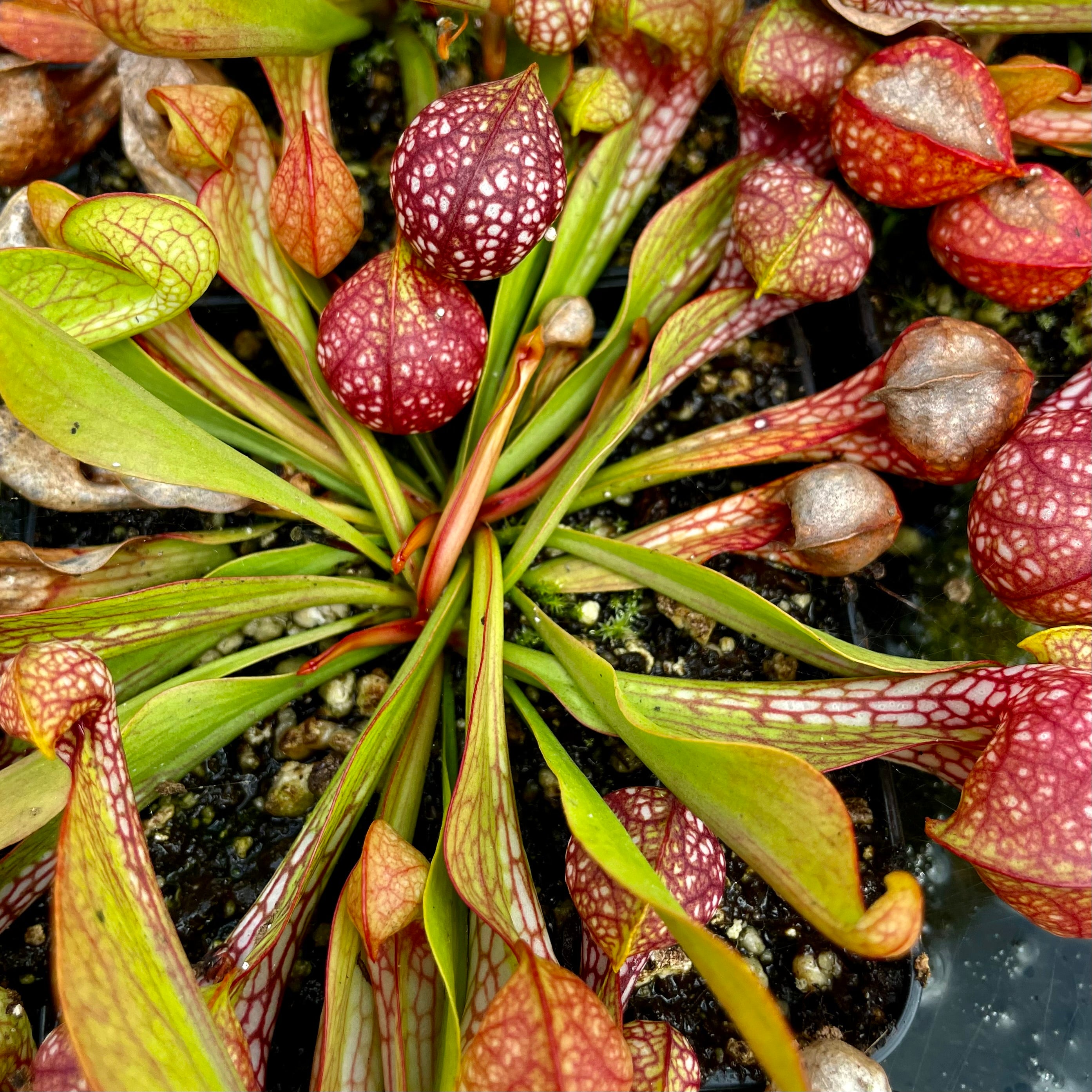 Sarracenia psittacina var. psittacina - Fitzgerald, Ben Hill Co., Georgia